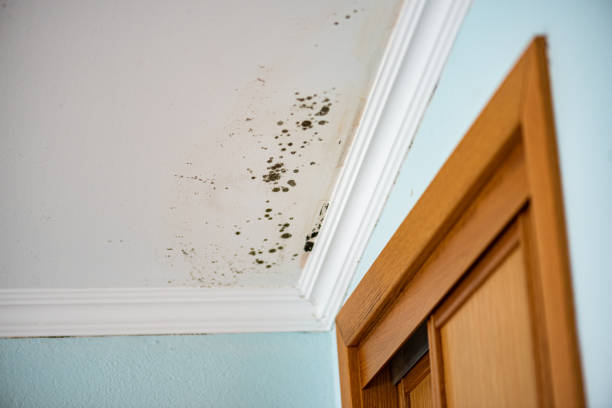 Best Residential Mold Remediation in Salt Lake City, UT