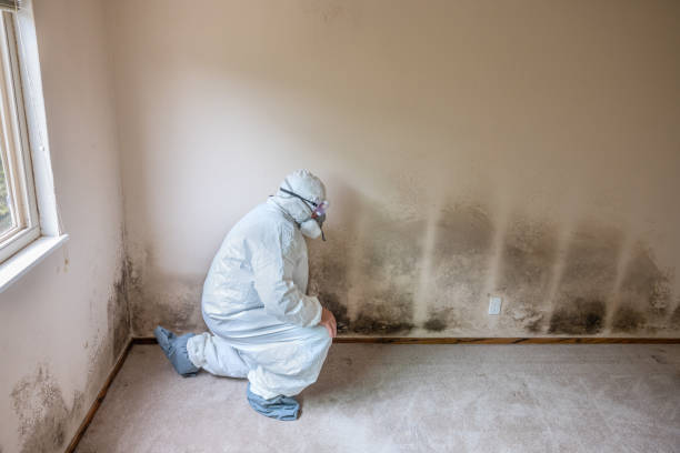 Best Basement Mold Remediation in Salt Lake City, UT