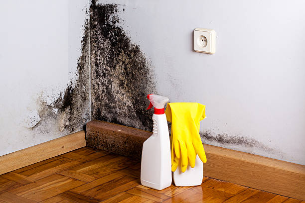 Best Industrial Mold Remediation in Salt Lake City, UT